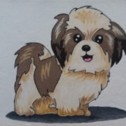 Shih Tzu