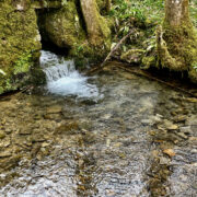 Source of Refreshment (Long Wood, Cheddar Gorge) – Andi Champion