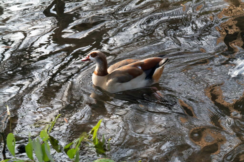 Egyptian Goose Swimming - Tansy Webber