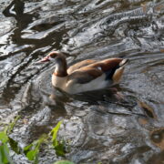 Egyptian Goose Swimming – Tansy Webber